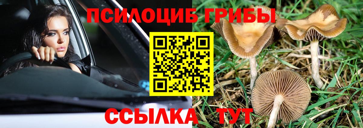 Мичуринск  Псилоцибиновые грибы прущие грибы  Вход с VPN 